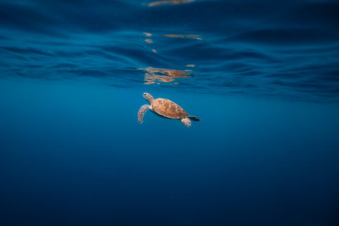 Green sea turtle in blue water, Japan underwater photography by Ippei and Janine