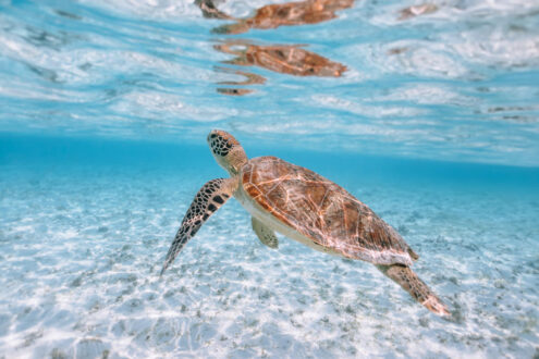 Green sea turtle in Yoron Island, Japan underwater photography