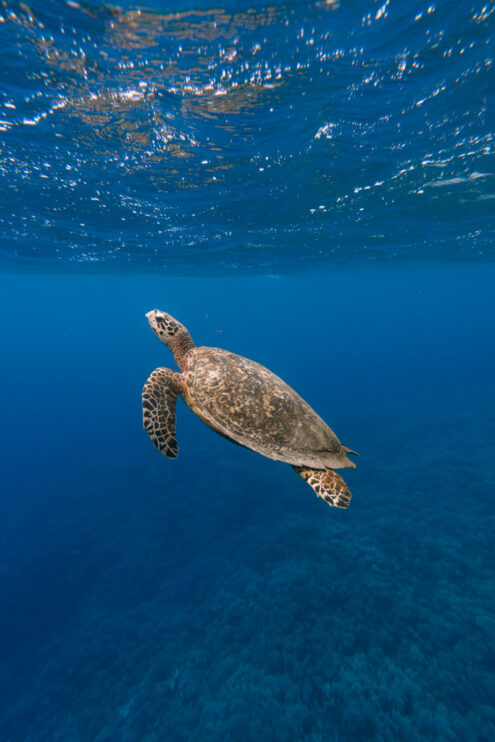 Hawksbill sea turtle, Japan underwater photography by Ippei and Janine