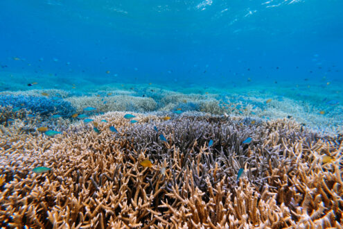 Healthy coral reef, Okinawa, Japan underwater photography by Ippei and Janine