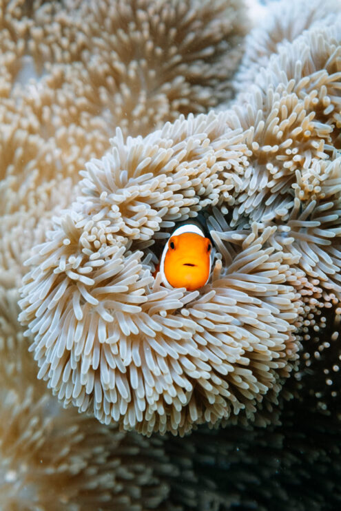 Nemo (clownfish) - Japan underwater photography by Ippei and Janine