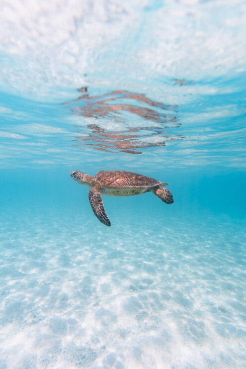 Green sea turtle, Japan underwater photography by Ippei and Janine