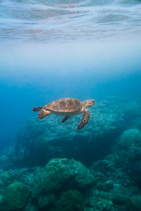 Green sea turtle, Japan underwater photography by Ippei and Janine