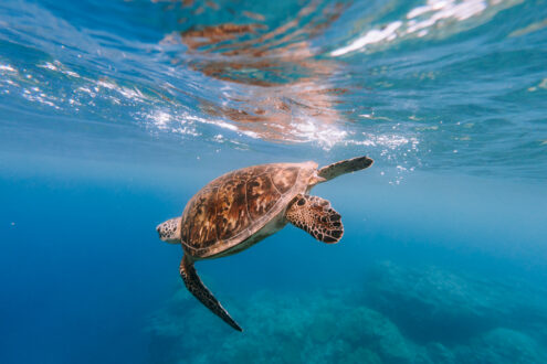 Green sea turtle in Okinoerabu Island, Japan underwater photography by Ippei and Janine