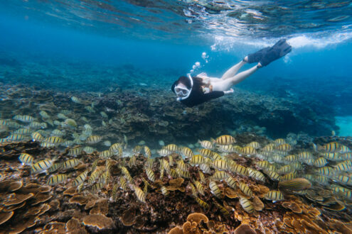 Snorkeling with tropical fish - Japan outdoor adventure photography by Ippei and Janine