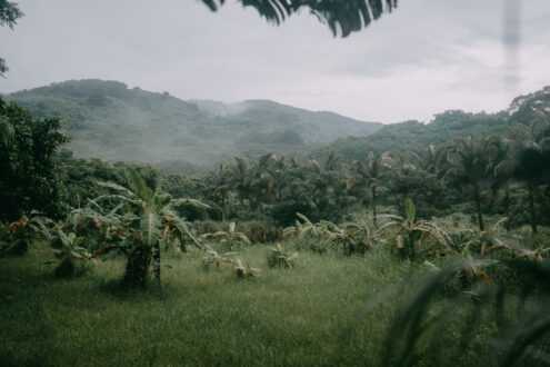 Banana plantation in tropical rainforest of Ishigaki Island - Japan landscape photography by Ippei and Janine