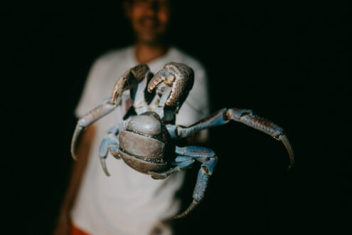 Coconut crab in southern Japan - Japan outdoor lifestyle photographer - Ippei and Janine Photography