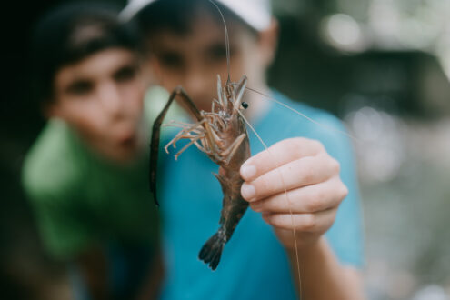 Giant freshwater prawn - Japan outdoor lifestyle photographer - Ippei and Janine Photography