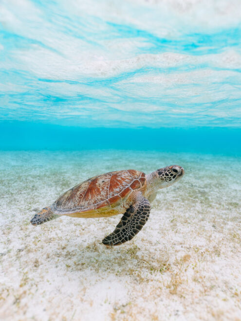 Sea turtle, Japan underwater photography by Ippei and Janine