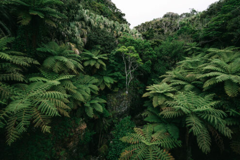 Jungle of Tokyo's Hachijo Island, Japan off-the-beaten-path landscape photography by Ippei and Janine