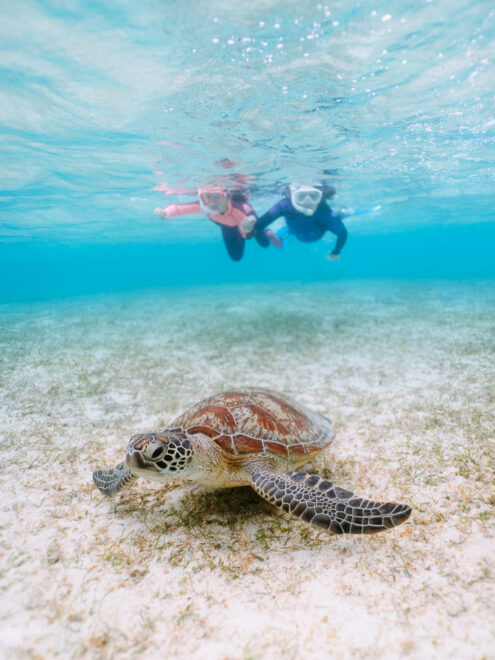 Snorkeling with sea turtle - Japan outdoor adventure photography