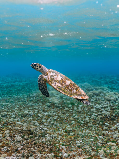 Hawksbill sea turtle, Japan underwater photography by Ippei and Janine