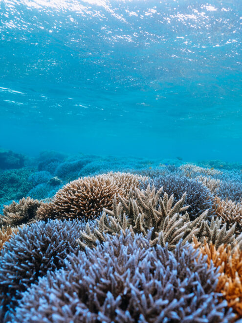 Pristine coral reef, Japan underwater photography by Ippei and Janine