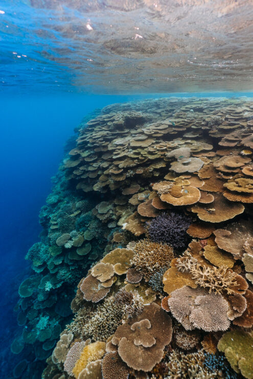 Pristine coral reef, Japan underwater photography by Ippei and Janine