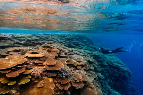 Pristine coral reef snorkeling, Japan outdoor adventure photographer - Ippei and Janine Photography