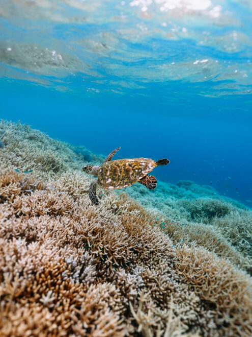 Hawksbill sea turtle in Okinawa, Japan underwater photography by Ippei and Janine