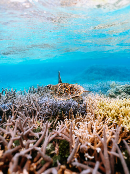 Hawksbill sea turtle, Okinawa, Japan underwater photography by Ippei and Janine