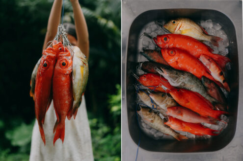 Japanese tropical fish - Outdoor lifestyle photography by Ippei and Janine Photography