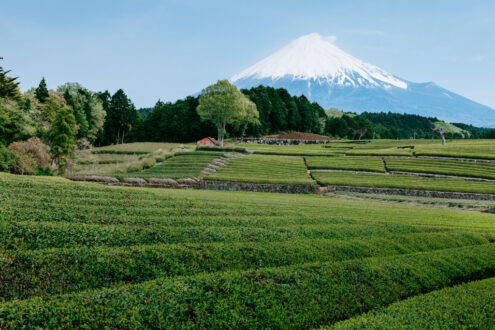 Green tea plantation with Mt. Fuji, Japan landscape photography by Ippei and Janine
