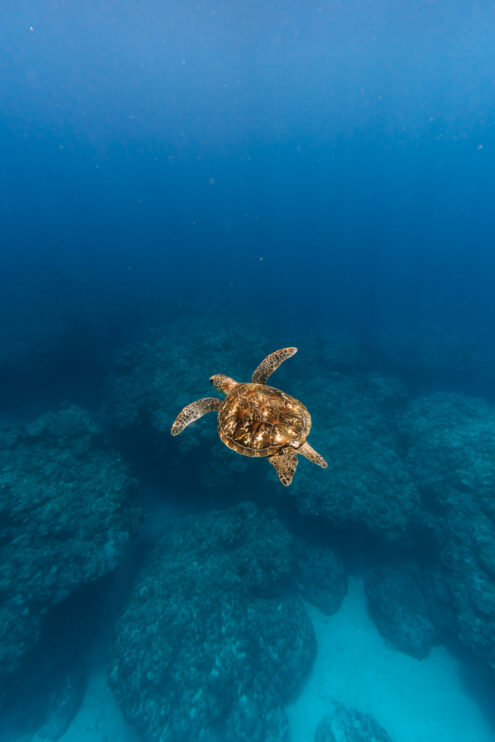Sea turtle, Tropical Japan underwater photography