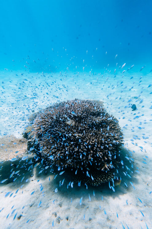 Green chromis over coral on white sand, Amami Islands, Japan