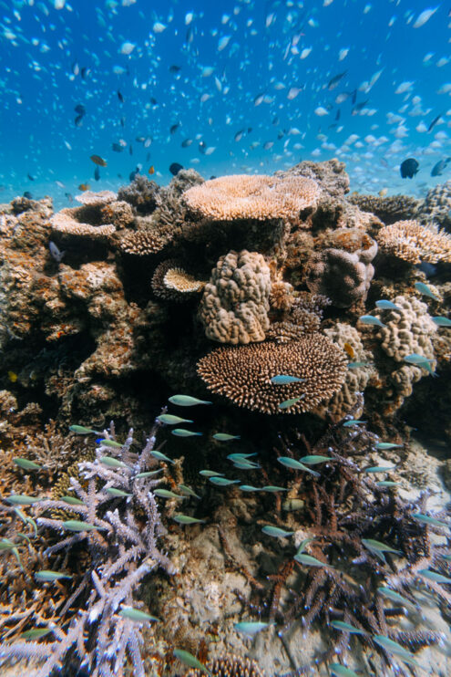 Thriving coral reef in southern Japan
