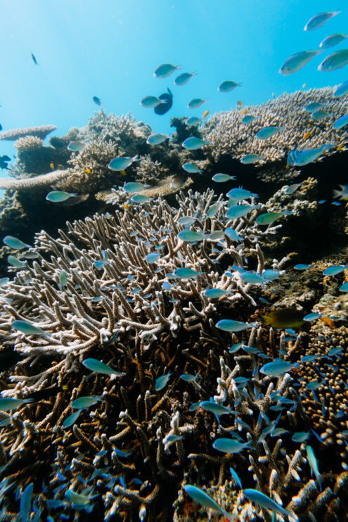Thriving coral reef, Kakeroma Island, Amami Islands, Japan