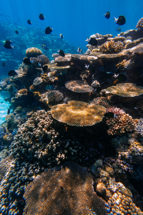 Thriving coral reef, Amami Islands, Japan