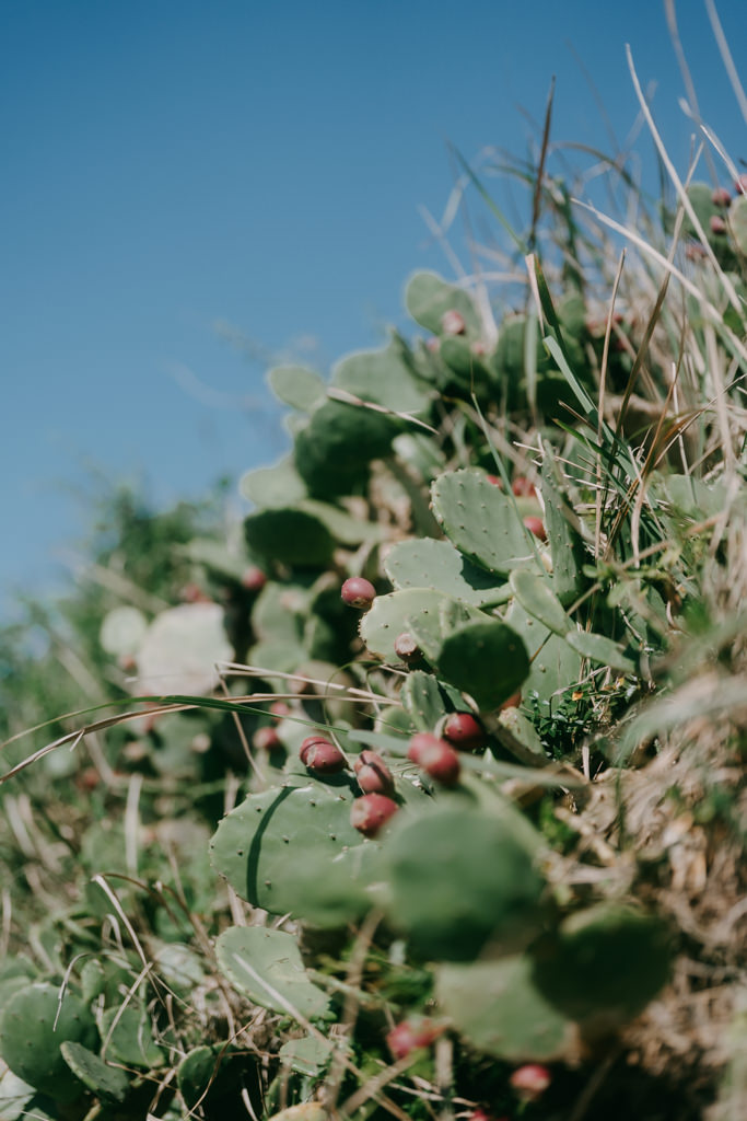 Native cactus of Tokyo Bay, Chiba, Japan