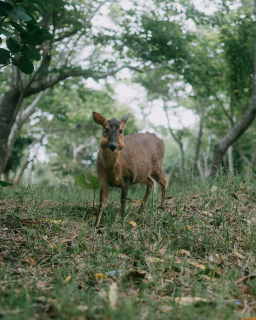 Reeves's muntjac, Chiba, Japan