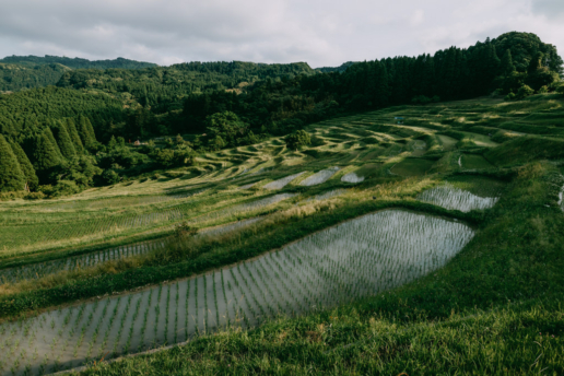 Rice terraces close to Tokyo, Kamogawa, Chiba, Japan