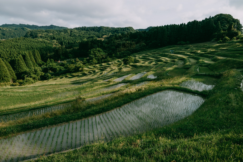 Rice terraces close to Tokyo, Kamogawa, Chiba, Japan