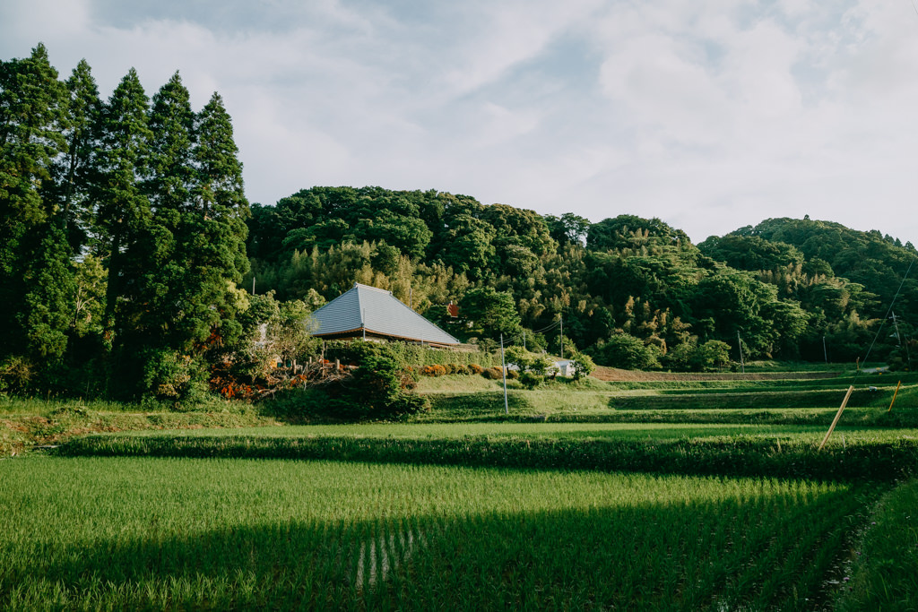 Rice paddies, Kamogawa, Chiba, Japan