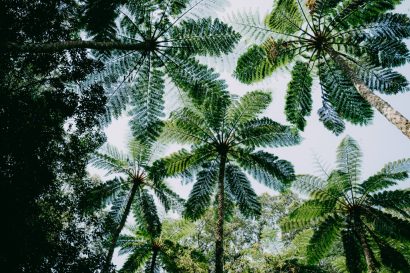 Virgin rainforest jungle of Amami Oshima Island, Japan