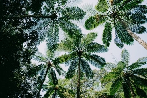 Virgin rainforest jungle of Amami Oshima Island, Japan