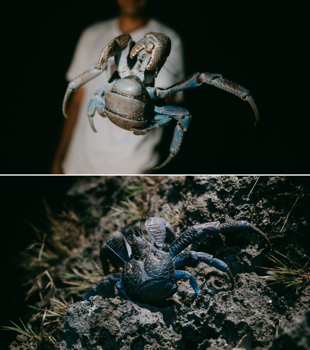 Coconut crab in Japan, Ishigaki Island, Okinawa