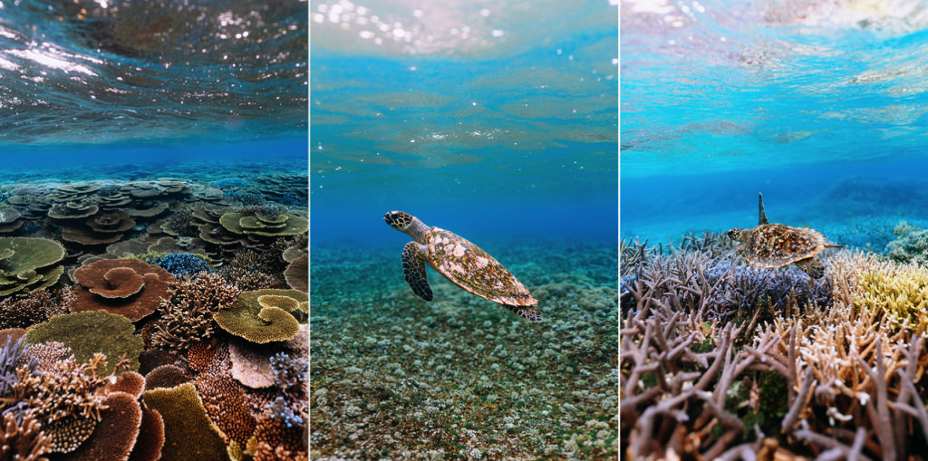 Coral reef snorkeling in tropical Japan, Hatoma Island, Okinawa