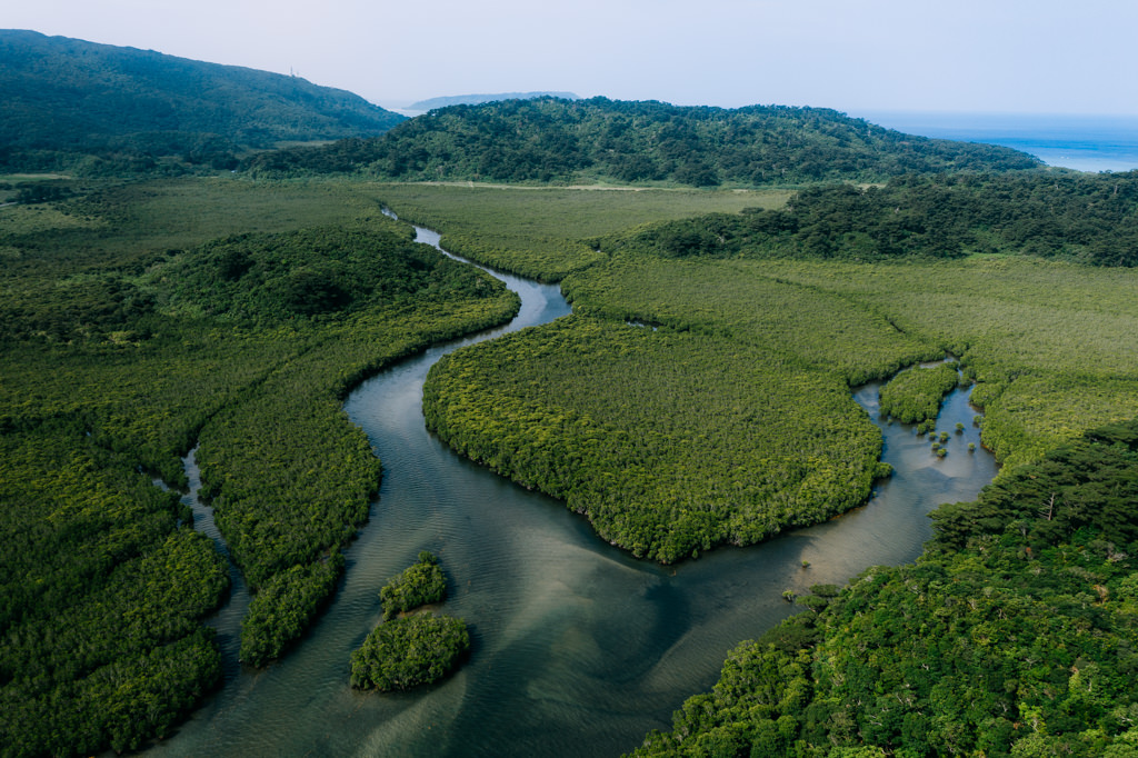 Mangrove river, Iriomote Island, Okinawa, Japan