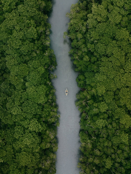Mangrove kayaking, Ishigaki Island, Okinawa, Japan