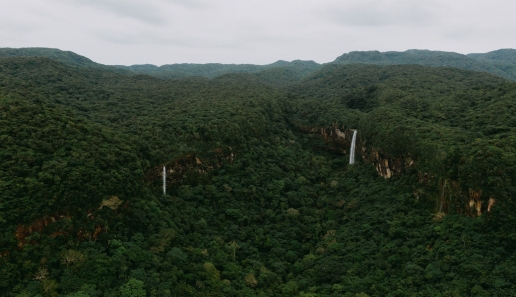 Tropical rainforest of Japan, Iriomote Island