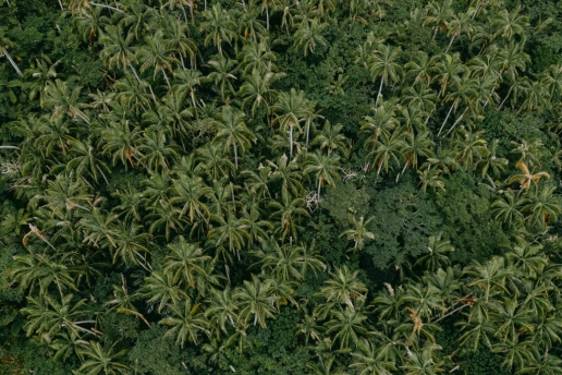 Japan's endemic Satake palm trees in jungle from above