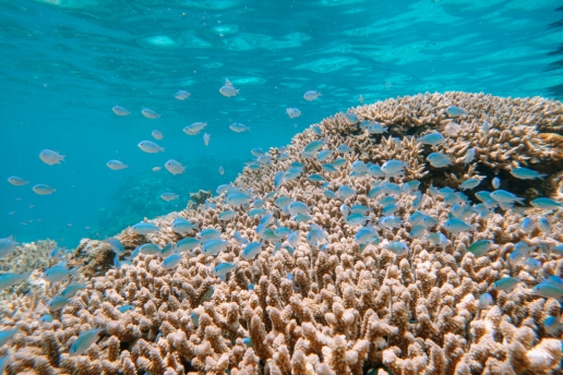 Recovering coral of Sekisei Lagoon, Yaeyama Islands, Okinawa, Japan