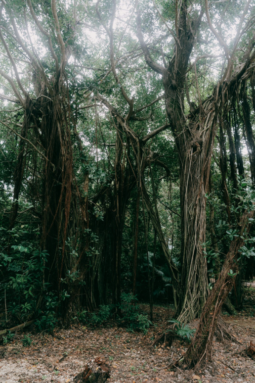 Banyan Trees, Minami Daito Island, Okinawa, Japan