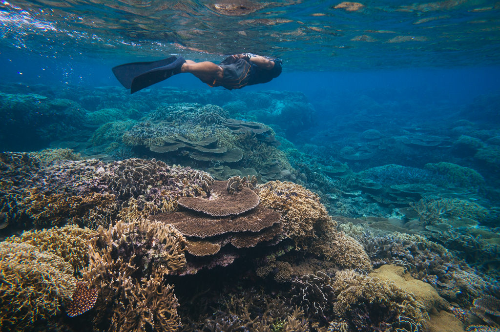 Snorkeling on healthy coral reef of Iriomote Island, Okinawa, Japan