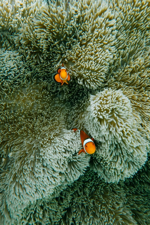 Snorkeling with Nemo, Miyako Island, Okinawa, Japan