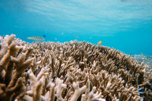 Healthy coral reef near beach, Miyako Island, Okinawa, Japan
