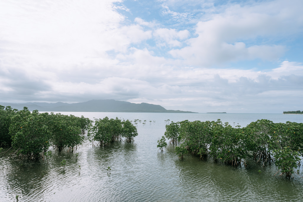 Mangroves, Kohama Island of Yaeyama Islands, Okinawa, Japan