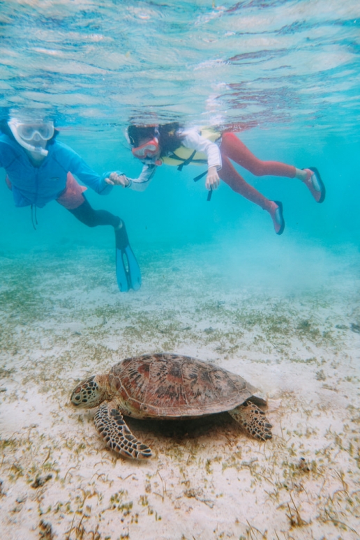 Snorkeling with sea turtles, Miyakojima, Okinawa, Japan
