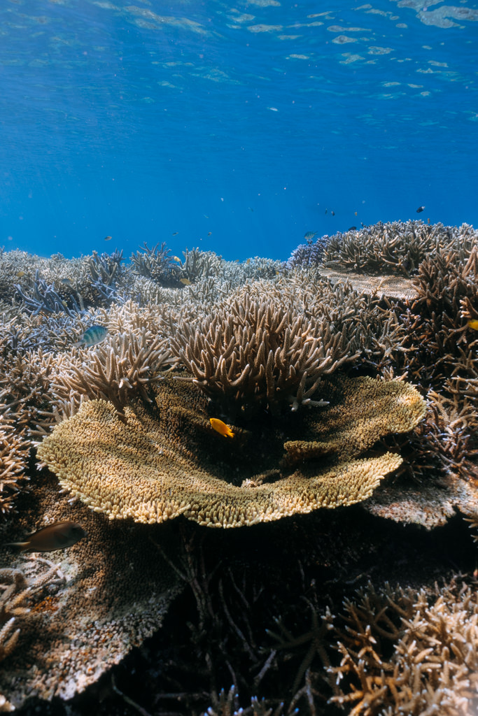 Healthy coral reef in Japan, Iriomote Island, Okinawa