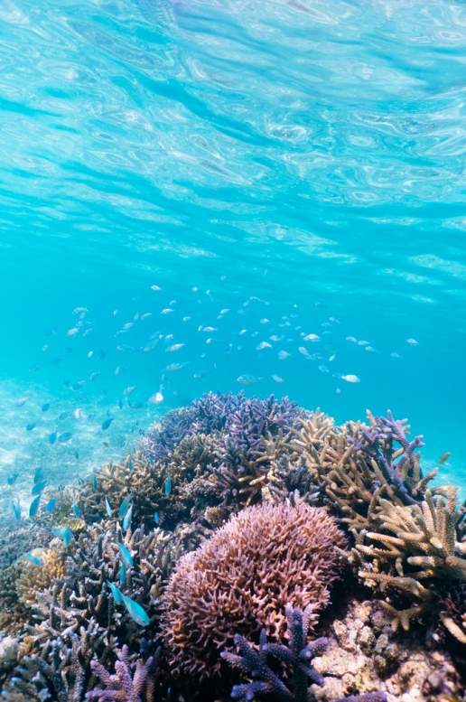 Tropical Japan snorkeling, Ishigaki Island, Okinawa